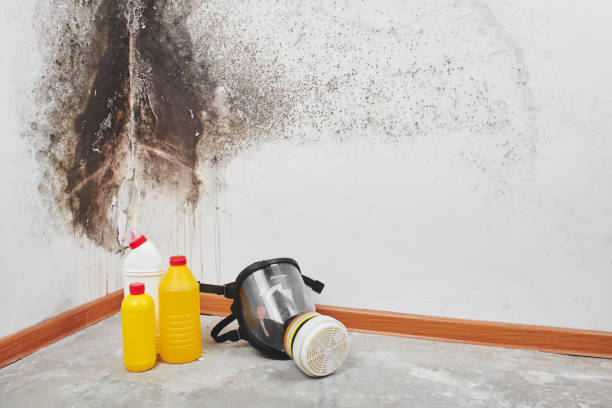 Best Crawl Space Mold Removal  in Woodsi East, DE
