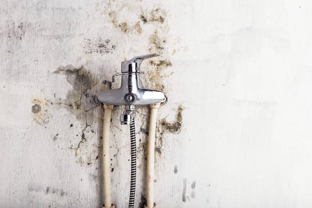 Best Certified Mold Removal  in Woodsi East, DE