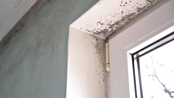 Best Affordable Mold Removal  in Woodsi East, DE