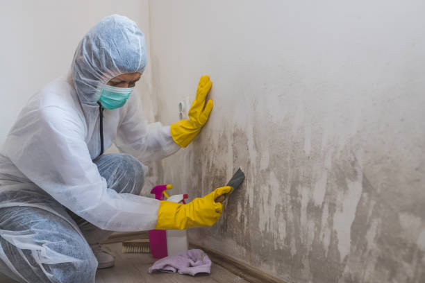 Certified Mold Removal in Woodside East, DE