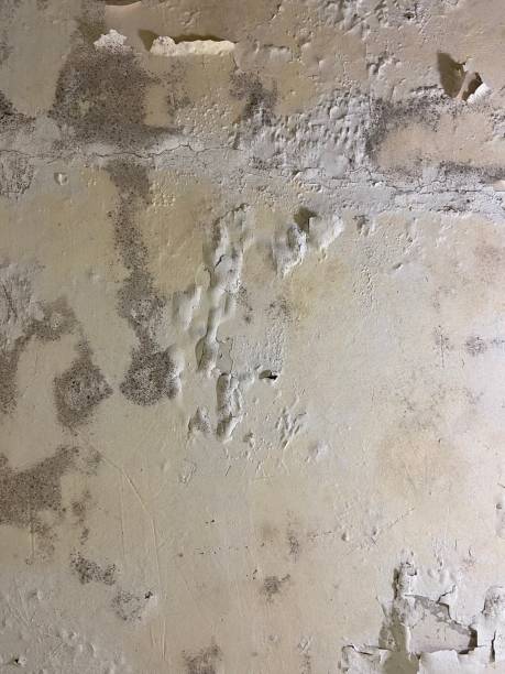 Best Water Damage Restoration  in Woodsi East, DE