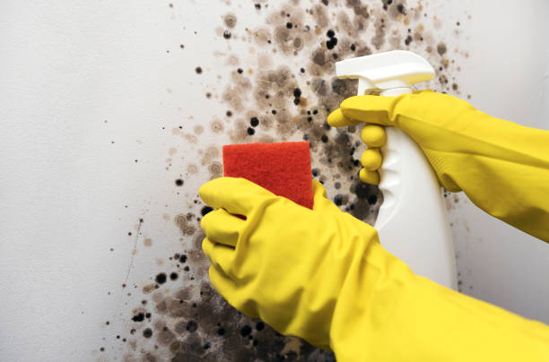 Crawl Space Mold Removal in Woodside East, DE