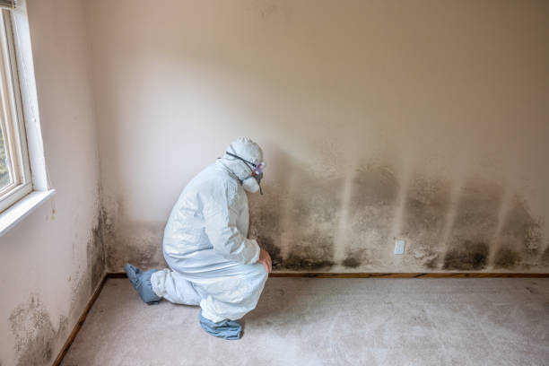 Professional Mold Removal in Woodside East, DE