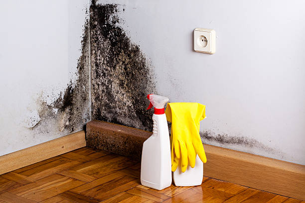 Best Fast Mold Removal  in Woodsi East, DE