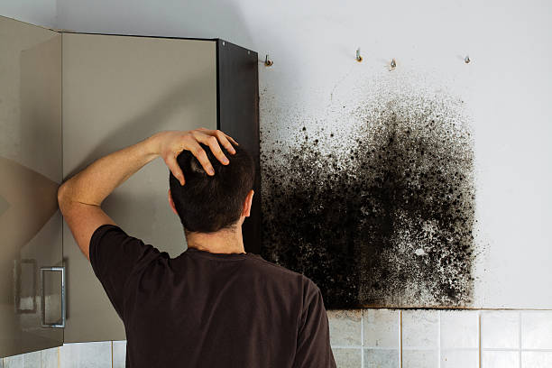 Best Same-Day Mold Removal  in Woodsi East, DE