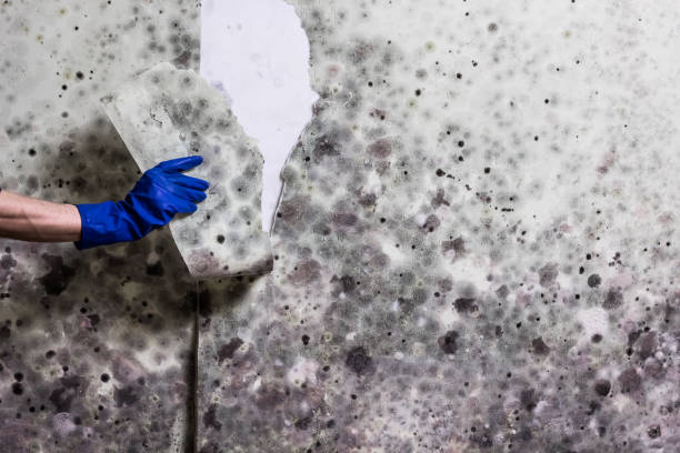 Best Mold Cleaning Services  in Woodsi East, DE