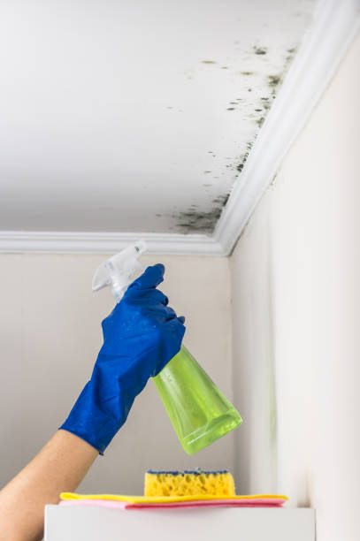 Best Crawl Space Mold Removal  in Woodsi East, DE