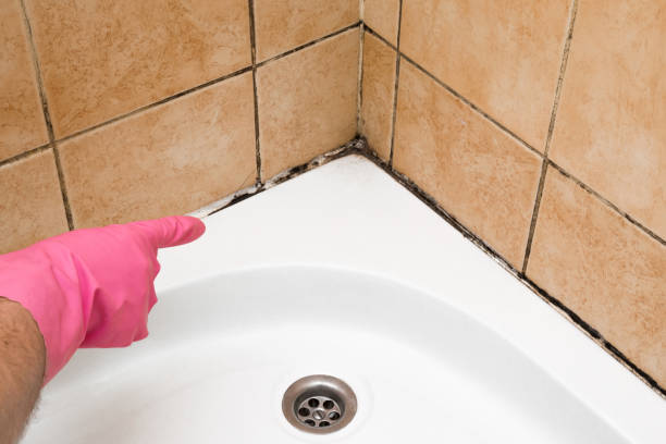 Best Local Mold Removal Service  in Woodsi East, DE