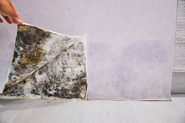 Best Office Mold Removal Services  in Woodsi East, DE